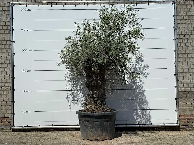 Olijfboom bonsai - olea europaea - ca. 80 jaar oud - hoogte ca. 260 cm - afbeelding 1 van  2