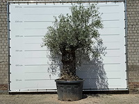 Olijfboom bonsai - olea europaea - ca. 80 jaar oud - hoogte ca. 260 cm - afbeelding 1 van  2