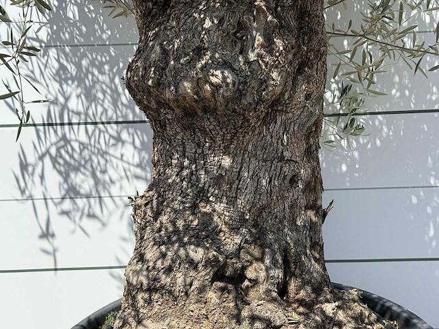 Olijfboom bonsai - olea europaea - ca. 80 jaar oud - hoogte ca. 260 cm - afbeelding 2 van  2