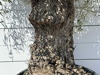 Olijfboom bonsai - olea europaea - ca. 80 jaar oud - hoogte ca. 260 cm - afbeelding 2 van  2