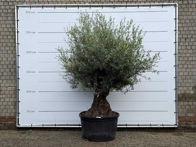 Olijfboom bonsai - olea europaea - ca. 80 jaar oud - hoogte ca. 260 cm - afbeelding 1 van  3