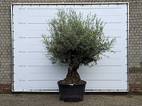 Olijfboom bonsai - olea europaea - ca. 80 jaar oud - hoogte ca. 260 cm