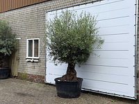 Olijfboom bonsai - olea europaea - ca. 80 jaar oud - hoogte ca. 260 cm - afbeelding 2 van  3