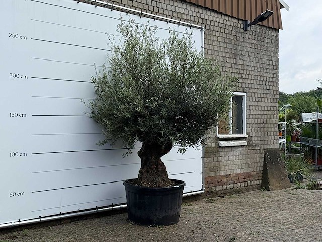 Olijfboom bonsai - olea europaea - ca. 80 jaar oud - hoogte ca. 260 cm - afbeelding 3 van  3
