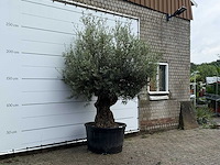 Olijfboom bonsai - olea europaea - ca. 80 jaar oud - hoogte ca. 260 cm - afbeelding 3 van  3