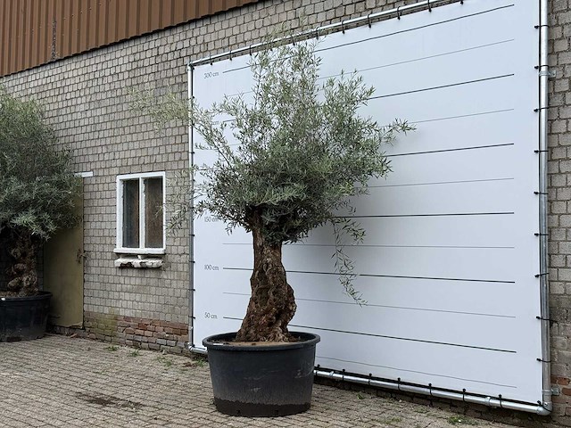 Olijfboom bonsai - olea europaea - ca. 80 jaar oud - hoogte ca. 260 cm - afbeelding 1 van  1