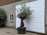 Olijfboom bonsai - olea europaea - ca. 80 jaar oud - hoogte ca. 260 cm