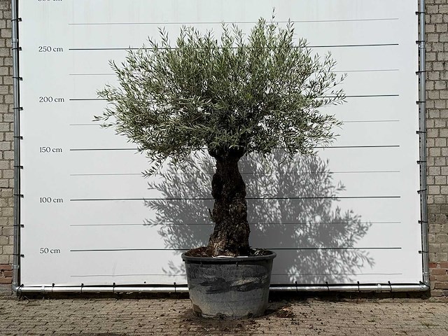 Olijfboom bonsai - olea europaea - ca. 80 jaar oud - hoogte ca. 260 cm - afbeelding 1 van  5