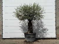 Olijfboom bonsai - olea europaea - ca. 80 jaar oud - hoogte ca. 260 cm - afbeelding 1 van  5
