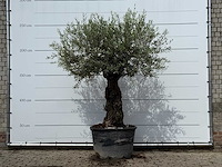 Olijfboom bonsai - olea europaea - ca. 80 jaar oud - hoogte ca. 260 cm - afbeelding 2 van  5