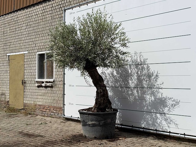 Olijfboom bonsai - olea europaea - ca. 80 jaar oud - hoogte ca. 260 cm - afbeelding 3 van  5