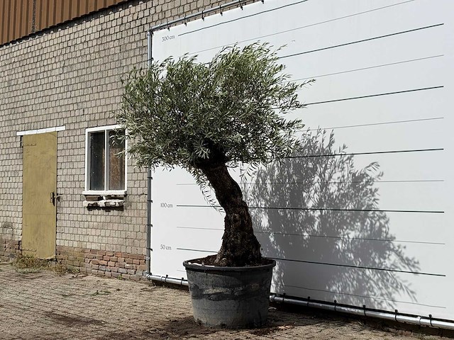 Olijfboom bonsai - olea europaea - ca. 80 jaar oud - hoogte ca. 260 cm - afbeelding 4 van  5