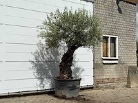 Olijfboom bonsai - olea europaea - ca. 80 jaar oud - hoogte ca. 260 cm - afbeelding 5 van  5