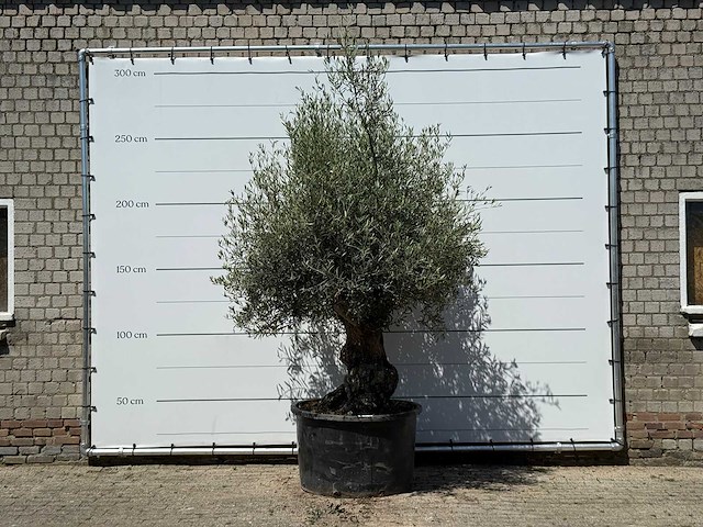 Olijfboom bonsai - olea europaea - ca. 80 jaar oud - hoogte ca. 270 cm - afbeelding 1 van  5