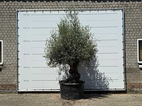 Olijfboom bonsai - olea europaea - ca. 80 jaar oud - hoogte ca. 270 cm - afbeelding 1 van  5