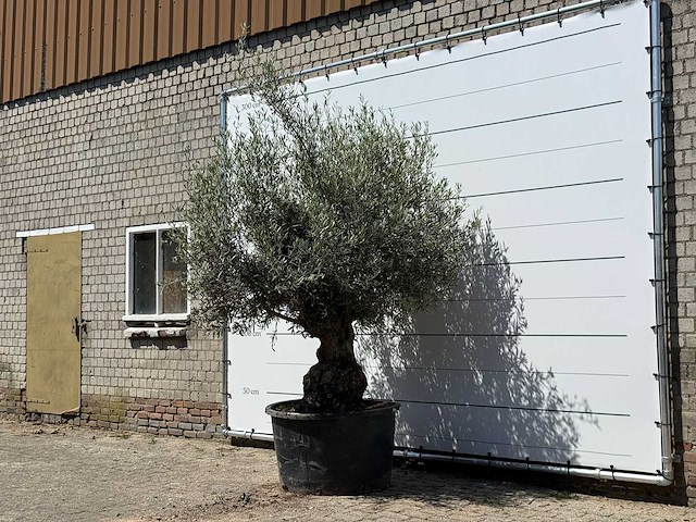 Olijfboom bonsai - olea europaea - ca. 80 jaar oud - hoogte ca. 270 cm - afbeelding 2 van  5