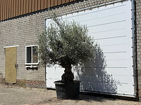 Olijfboom bonsai - olea europaea - ca. 80 jaar oud - hoogte ca. 270 cm - afbeelding 2 van  5