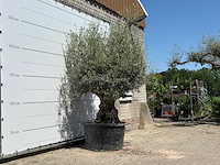 Olijfboom bonsai - olea europaea - ca. 80 jaar oud - hoogte ca. 270 cm - afbeelding 3 van  5