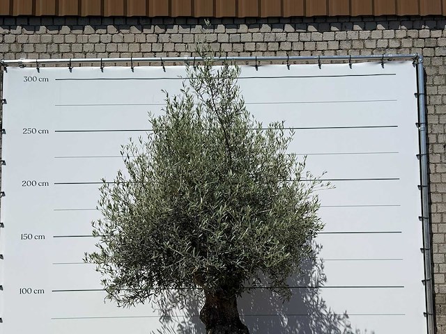 Olijfboom bonsai - olea europaea - ca. 80 jaar oud - hoogte ca. 270 cm - afbeelding 4 van  5