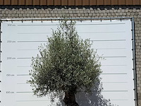 Olijfboom bonsai - olea europaea - ca. 80 jaar oud - hoogte ca. 270 cm - afbeelding 4 van  5