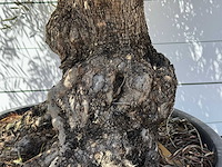 Olijfboom bonsai - olea europaea - ca. 80 jaar oud - hoogte ca. 270 cm - afbeelding 5 van  5