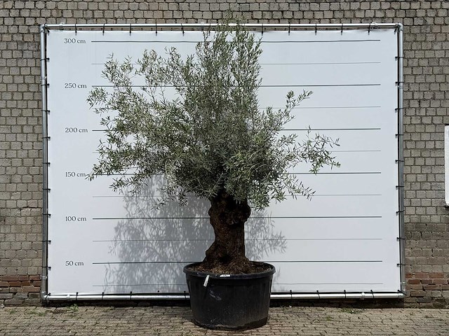 Olijfboom bonsai - olea europaea - ca. 80 jaar oud - hoogte ca. 270 cm - afbeelding 1 van  5