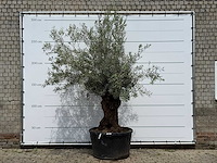 Olijfboom bonsai - olea europaea - ca. 80 jaar oud - hoogte ca. 270 cm