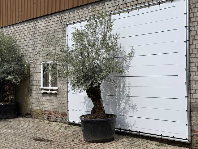 Olijfboom bonsai - olea europaea - ca. 80 jaar oud - hoogte ca. 270 cm - afbeelding 2 van  5