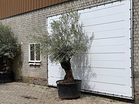Olijfboom bonsai - olea europaea - ca. 80 jaar oud - hoogte ca. 270 cm - afbeelding 2 van  5