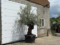 Olijfboom bonsai - olea europaea - ca. 80 jaar oud - hoogte ca. 270 cm - afbeelding 3 van  5