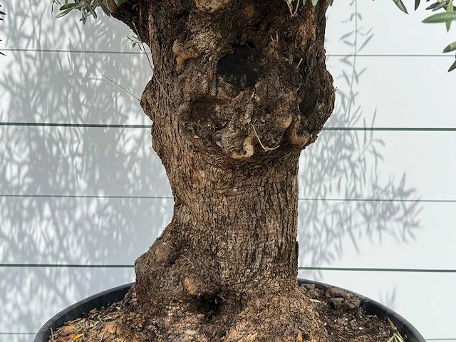 Olijfboom bonsai - olea europaea - ca. 80 jaar oud - hoogte ca. 270 cm - afbeelding 4 van  5