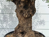 Olijfboom bonsai - olea europaea - ca. 80 jaar oud - hoogte ca. 270 cm - afbeelding 4 van  5