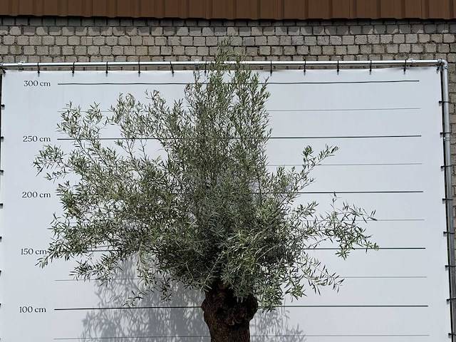 Olijfboom bonsai - olea europaea - ca. 80 jaar oud - hoogte ca. 270 cm - afbeelding 5 van  5
