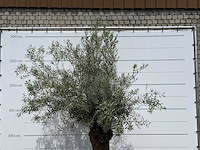 Olijfboom bonsai - olea europaea - ca. 80 jaar oud - hoogte ca. 270 cm - afbeelding 5 van  5