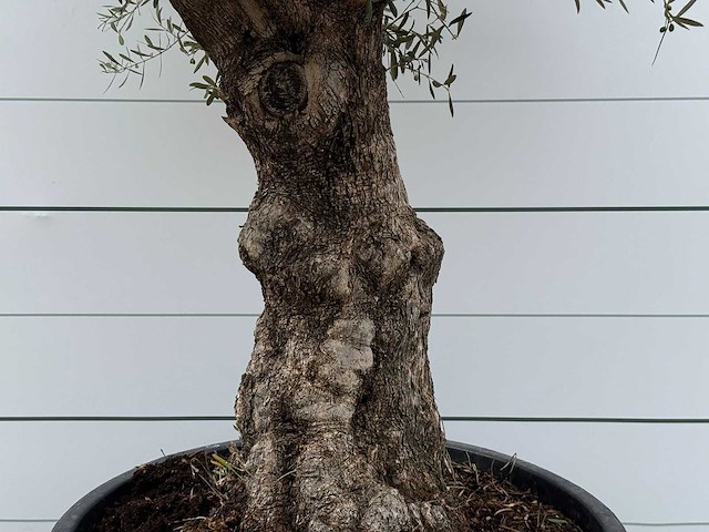 Olijfboom bonsai - olea europaea - ca. 80 jaar oud - hoogte ca. 270 cm - afbeelding 1 van  2