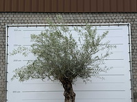 Olijfboom bonsai - olea europaea - ca. 80 jaar oud - hoogte ca. 270 cm - afbeelding 2 van  2