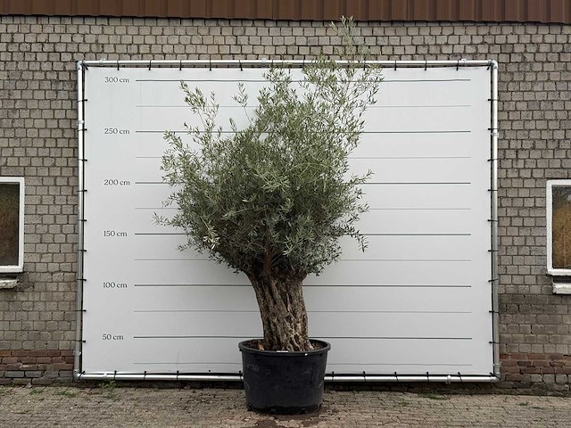 Olijfboom bonsai - olea europaea - ca. 80 jaar oud - hoogte ca. 270 cm - afbeelding 1 van  6