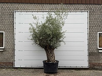 Olijfboom bonsai - olea europaea - ca. 80 jaar oud - hoogte ca. 270 cm