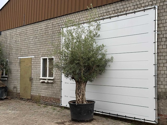 Olijfboom bonsai - olea europaea - ca. 80 jaar oud - hoogte ca. 270 cm - afbeelding 2 van  6