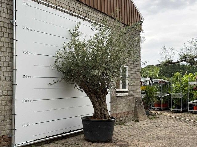 Olijfboom bonsai - olea europaea - ca. 80 jaar oud - hoogte ca. 270 cm - afbeelding 3 van  6