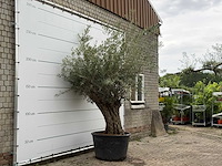 Olijfboom bonsai - olea europaea - ca. 80 jaar oud - hoogte ca. 270 cm - afbeelding 3 van  6