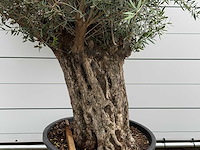 Olijfboom bonsai - olea europaea - ca. 80 jaar oud - hoogte ca. 270 cm - afbeelding 4 van  6