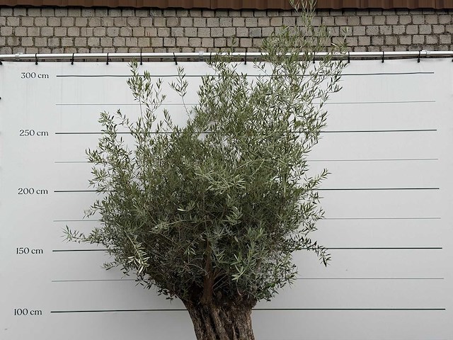 Olijfboom bonsai - olea europaea - ca. 80 jaar oud - hoogte ca. 270 cm - afbeelding 5 van  6