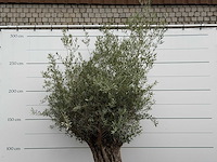 Olijfboom bonsai - olea europaea - ca. 80 jaar oud - hoogte ca. 270 cm - afbeelding 5 van  6