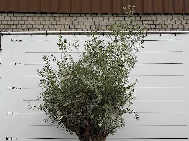 Olijfboom bonsai - olea europaea - ca. 80 jaar oud - hoogte ca. 270 cm - afbeelding 6 van  6