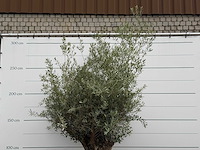 Olijfboom bonsai - olea europaea - ca. 80 jaar oud - hoogte ca. 270 cm - afbeelding 6 van  6