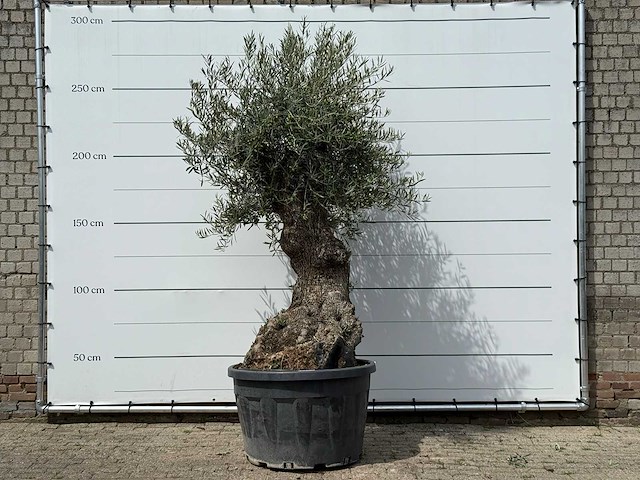 Olijfboom bonsai - olea europaea - ca. 80 jaar oud - hoogte ca. 270 cm - afbeelding 1 van  3