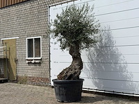 Olijfboom bonsai - olea europaea - ca. 80 jaar oud - hoogte ca. 270 cm - afbeelding 2 van  3
