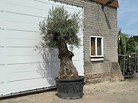 Olijfboom bonsai - olea europaea - ca. 80 jaar oud - hoogte ca. 270 cm - afbeelding 3 van  3