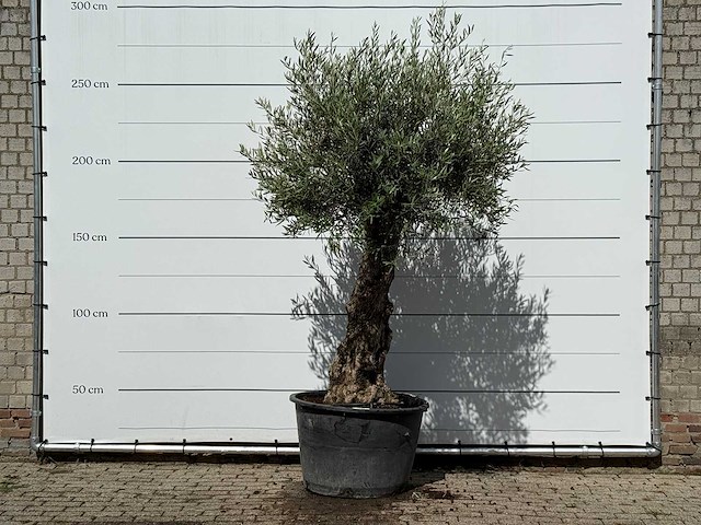 Olijfboom bonsai - olea europaea - ca. 80 jaar oud - hoogte ca. 270 cm - afbeelding 1 van  3